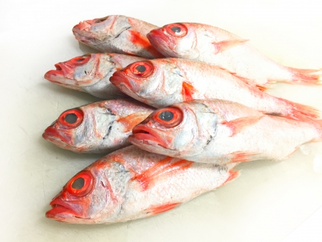 釣れたての新鮮なのどぐろ