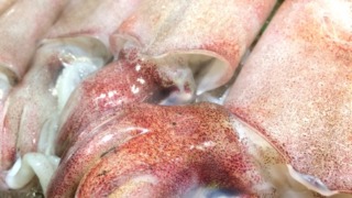 マイカ・赤イカ・白イカの釣果報告…関西編。釣れてる場所は？