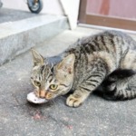 魚を咥える猫　画像