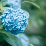 梅雨の時期に色鮮やかな紫陽花の画像