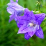 梅雨の時期に咲く色鮮やかなキキョウの花の画像