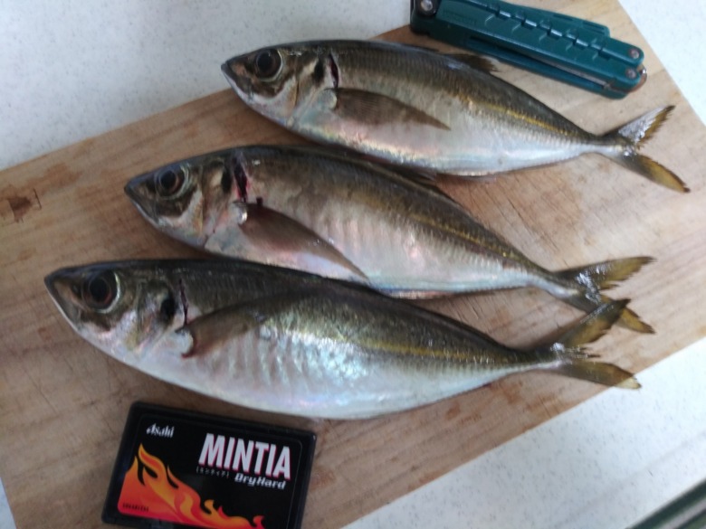 アジ釣り 釣り方を教えます 遠投サビキで大物釣りを叶える釣り方を学ぶ じ じ の 一歩