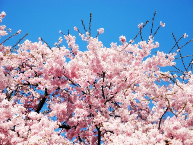満開の桜
