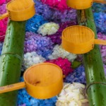 雨の日に紫陽花の屋外鑑賞