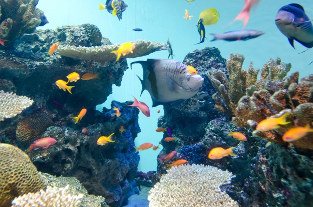 水族館のカラフルな魚たち