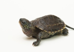 拾った亀を飼うのに必要な道具は クサガメを拾ったわが家の亀ライフ じ じ の 一歩