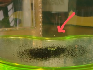 カブトエビの飼育は難しい カブトエビ飼育キットで楽しく飼育一週間 じ じ の 一歩