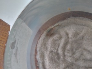 砂の中を泳ぐカブトエビ