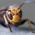 蜂に刺されたら応急処置の訴求する為のスズメバチ