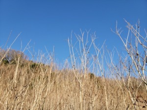 枯草がたくさんあり、冬を感じさせる写真