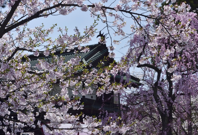 入園式の季節を表す弘前城と桜