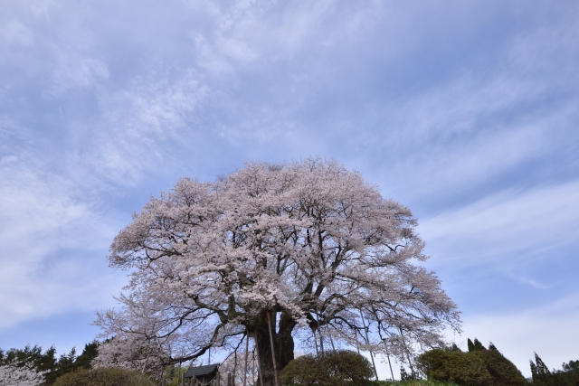 入園式の季節感を表す天空を仰ぐ醍醐桜