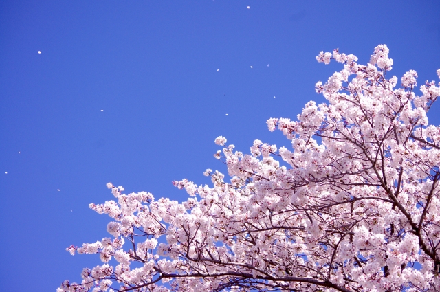 入園式にピッタリの桜と青空