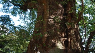 一宮神社のくすの木