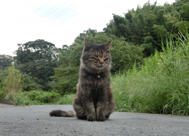 道に座っている猫