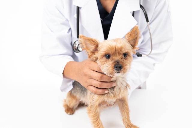 小型犬を診察する獣医師