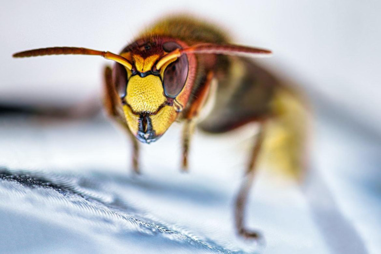 秋ごろに表れるスズメバチ