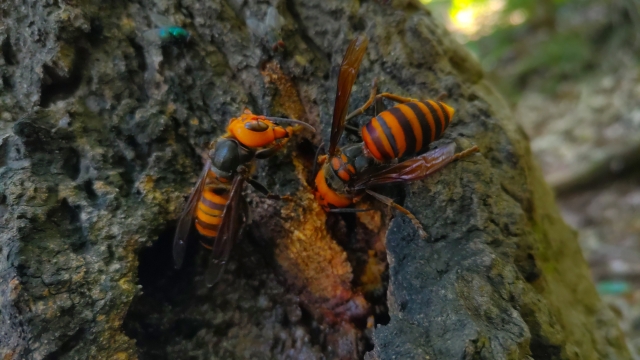 攻撃的なスズメバチ