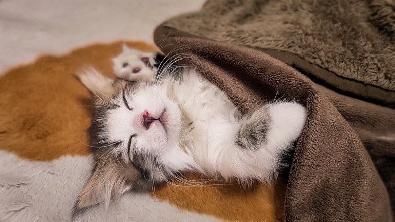 積雪とか関係なく毛布で寝る猫